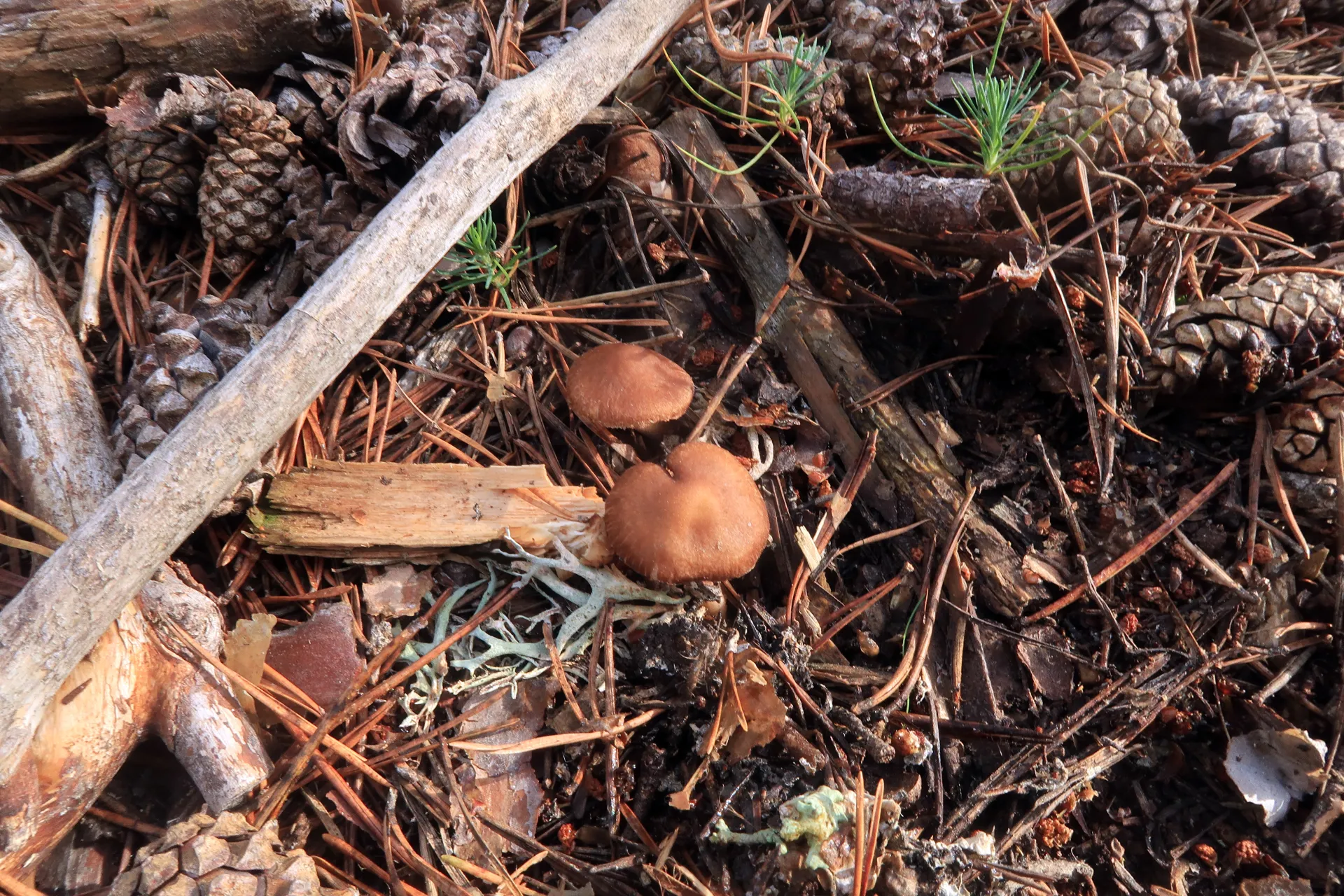 Inocybe amblyspora - 1 - IMG_7735